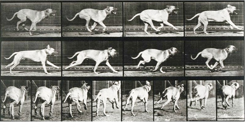Animal Locomotion Dog Running stop motion